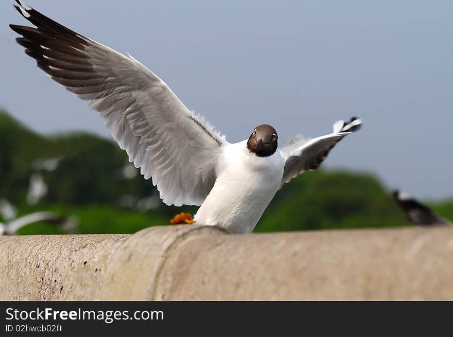 Sea Gull