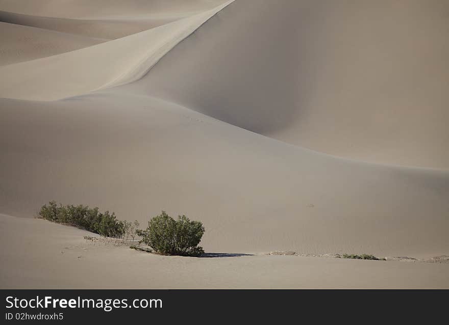 Plants In Sand Dunes