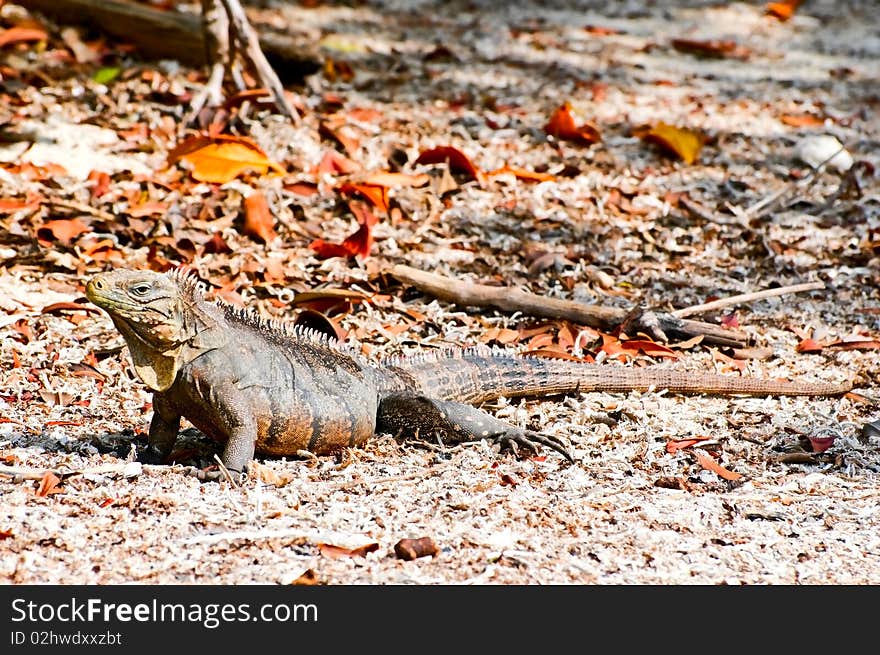 Iguana