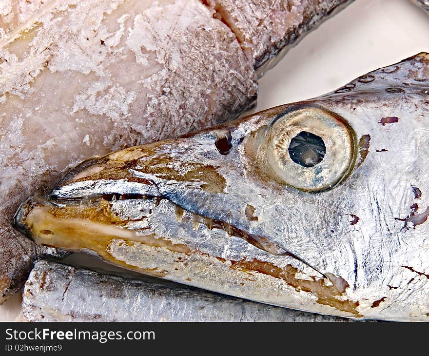 Fresh Conger fish. Close up on white background