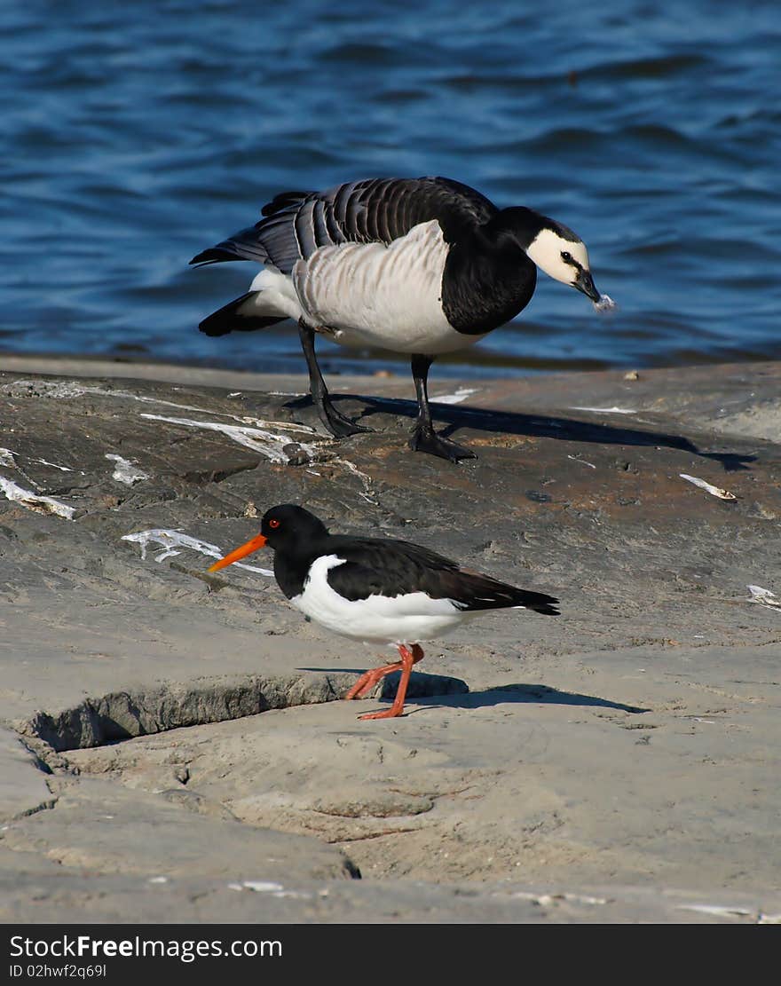 Oystercatcher