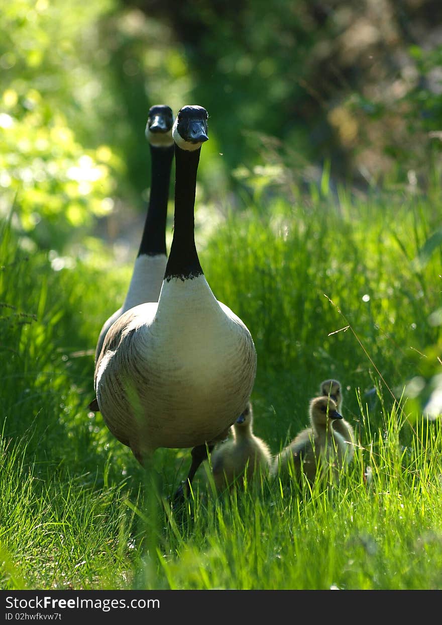 Barnacle Goose