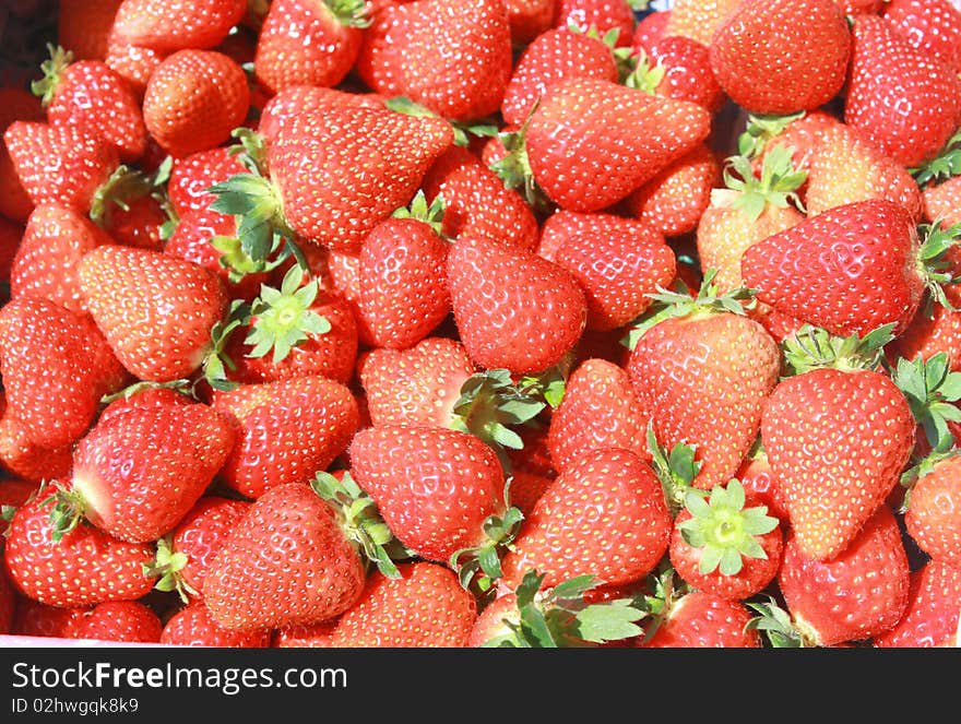 Fresh and red strawberries. Newly harvest . Fresh and red strawberries. Newly harvest .