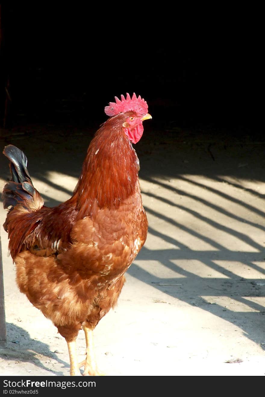 Cock profile in a natural background. Cock profile in a natural background