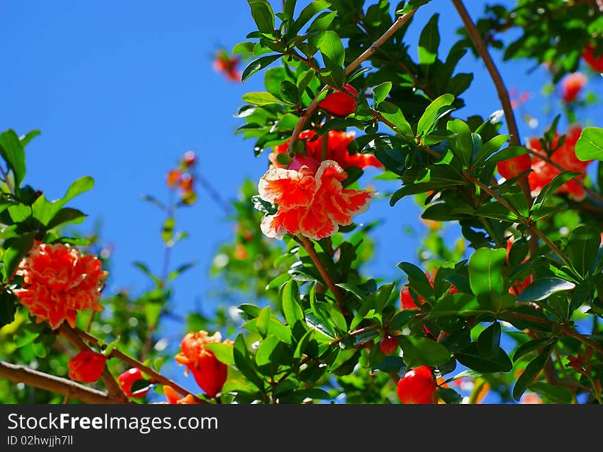 Image of flowers  on a blue background. Image of flowers  on a blue background