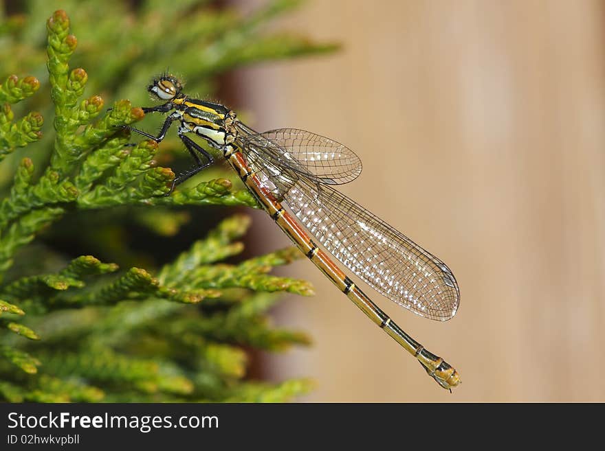 Banded demoiselle