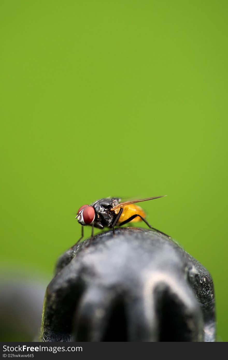 Fly close up lateral view. Fly close up lateral view