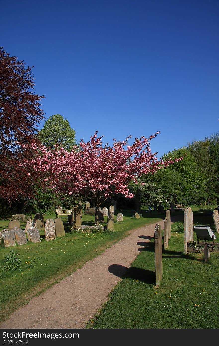 Beautilful springtime blossoms in an English churchyard. Beautilful springtime blossoms in an English churchyard