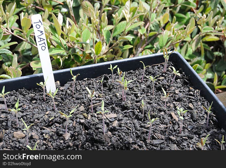 A box with soil and growing tomatos in the dirt. A tag says tomato on it. A box with soil and growing tomatos in the dirt. A tag says tomato on it.