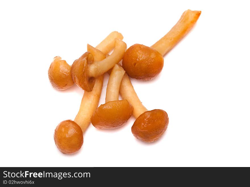 Mushrooms on white background close