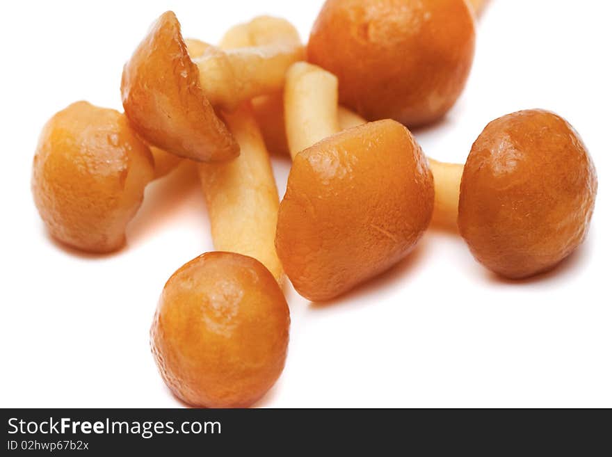 Mushrooms on white background close