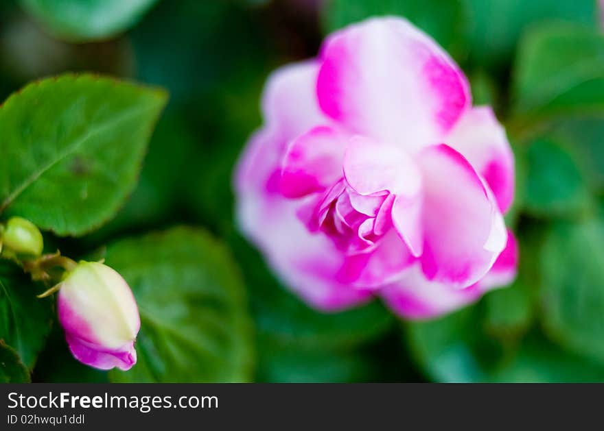 A beautiful blooming purple flower