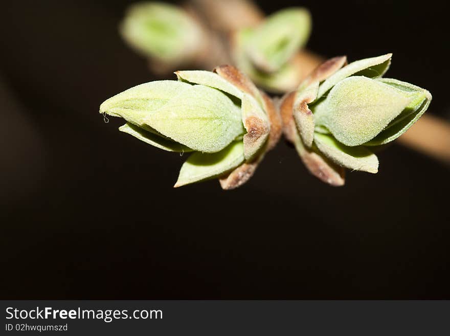 Blossoming leaf on a branch