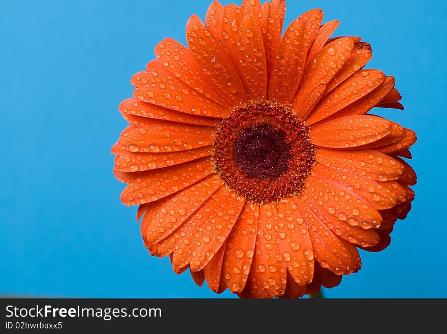 Orange flower on water drops