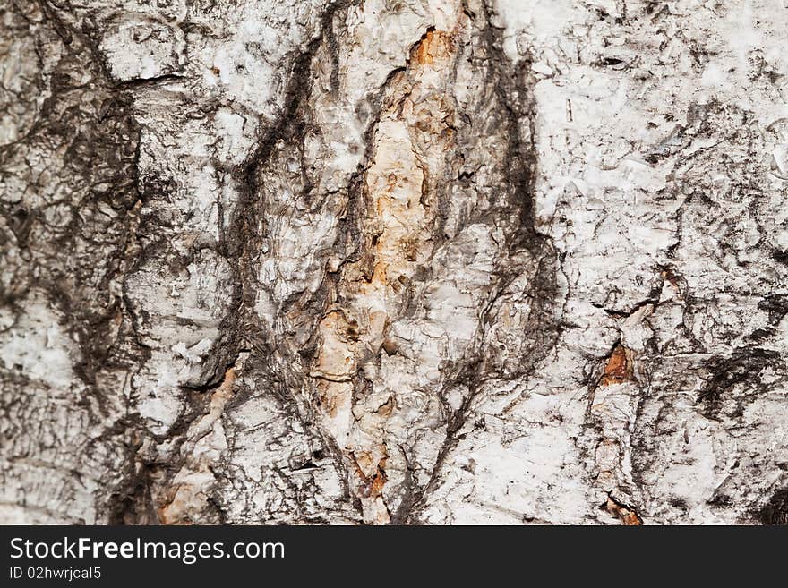 Bark of the tree. Background.Makro