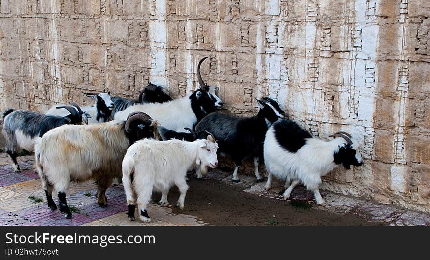 Sheep gather into a ball