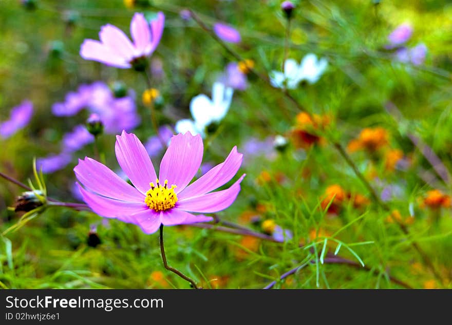 A beautiful blooming purple flower