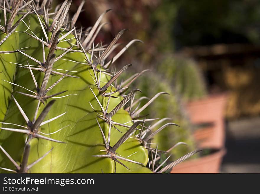 Cactus