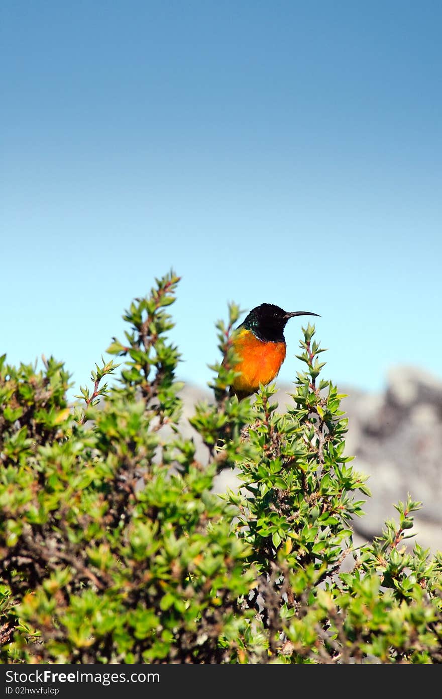 Bird sitting on a branch at table mountain, Cape Town, South Africa