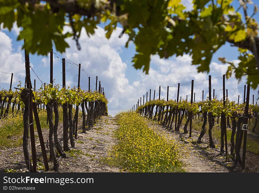 Grapes rows and blue sky with white clouds. Grapes rows and blue sky with white clouds