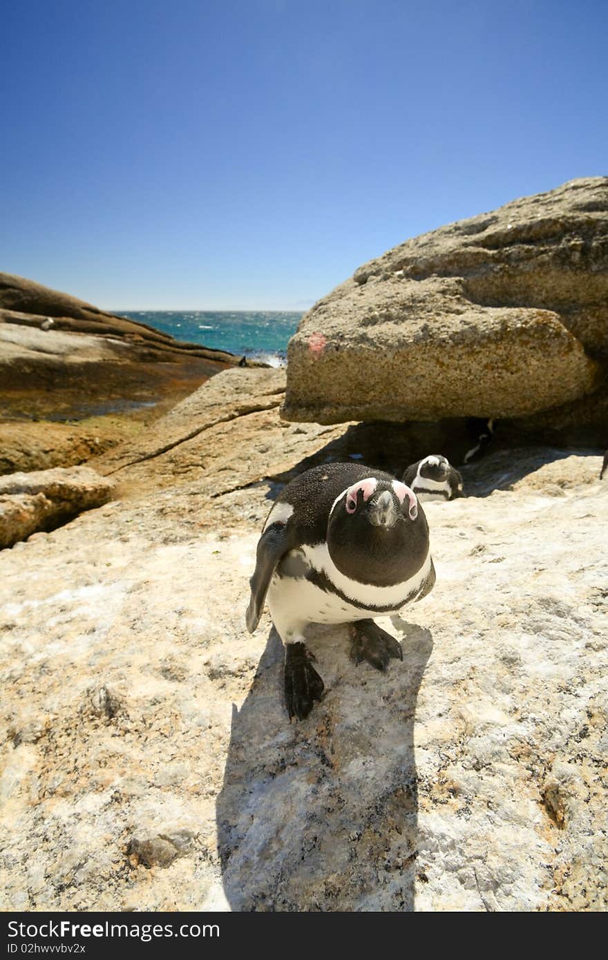 Curious penguin at Boulders beach, South Africa, looking in the camera. Curious penguin at Boulders beach, South Africa, looking in the camera.