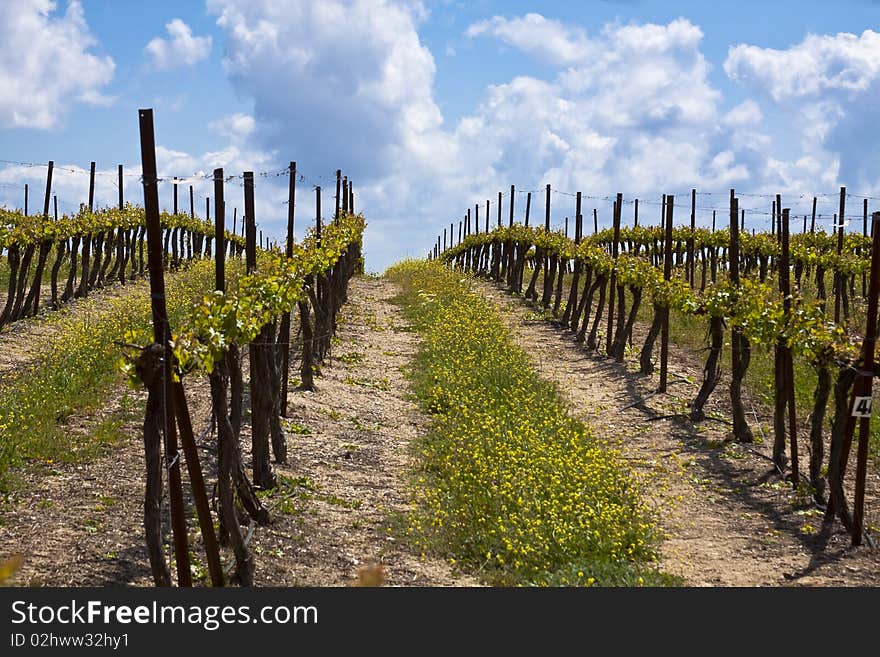 Grape raws with blue sy and white clouds in the background. Grape raws with blue sy and white clouds in the background