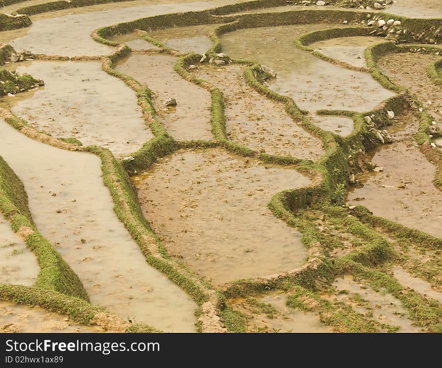 Rice fields in the mountainous country from SaPa, north Vietnam. Rice fields in the mountainous country from SaPa, north Vietnam.