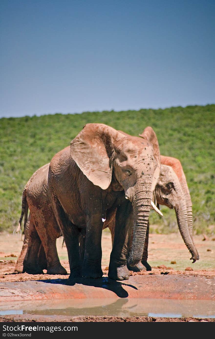 Elephant drinking at pool in Addo Elephant National Park, South Africa