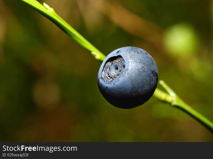 Bilberry growing in the forest on the twig