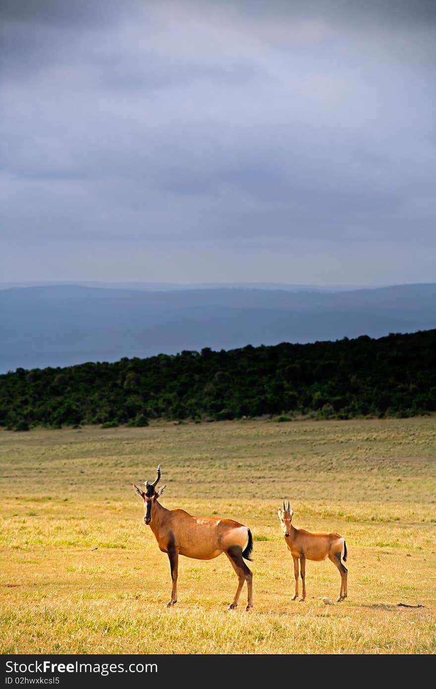 Adult hartebeest with juvenile standing in the field, Addo Elephant National Park, South Africa