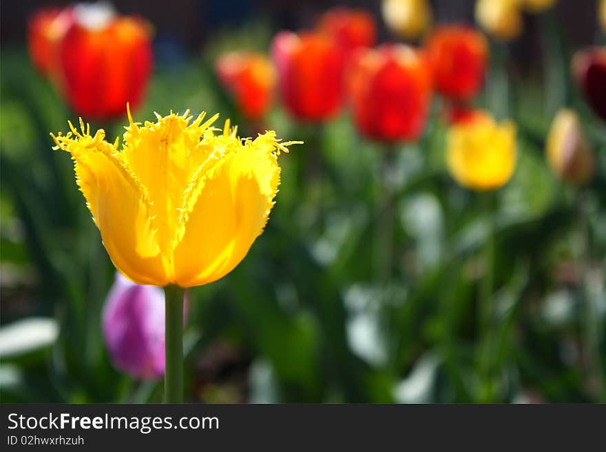 The flower and gardens . Beauty