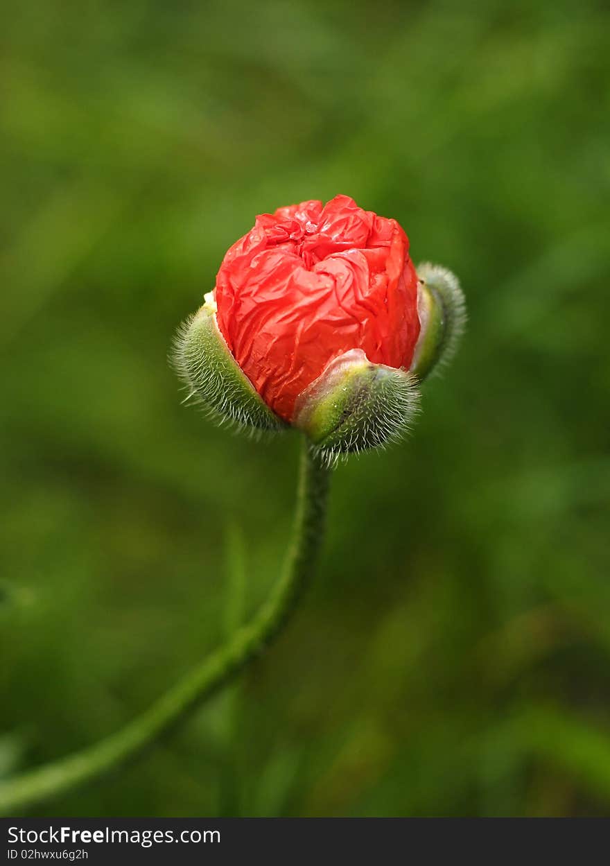 Blooming red poppy in grass. Blooming red poppy in grass