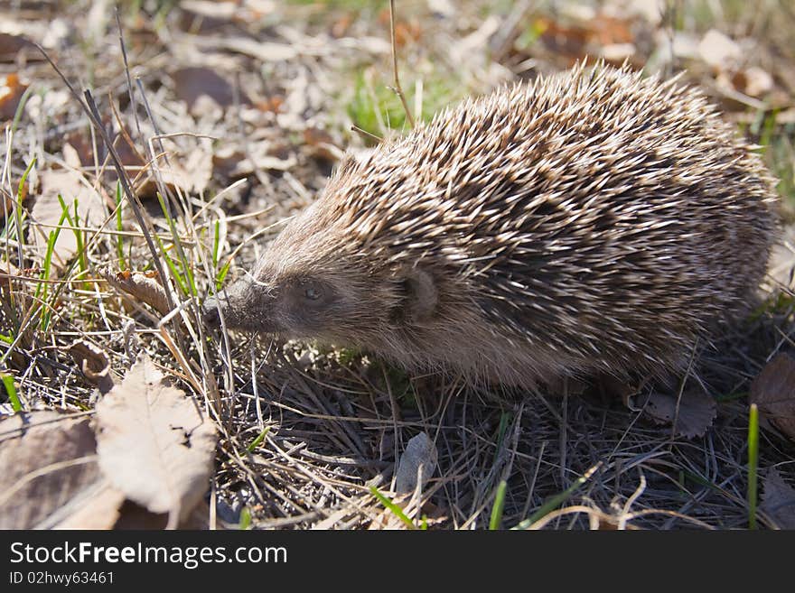 Beautiful asian small hedgehog on natural background. Beautiful asian small hedgehog on natural background.