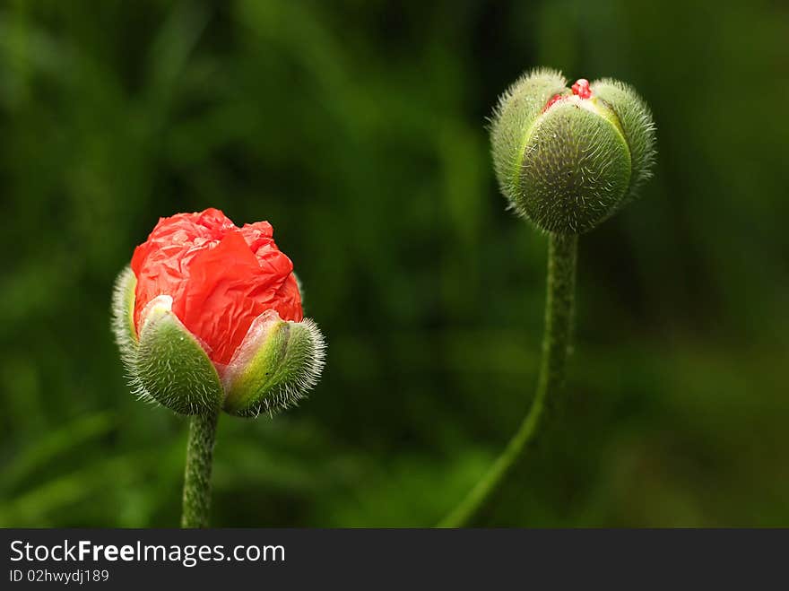 Blooming Poppies