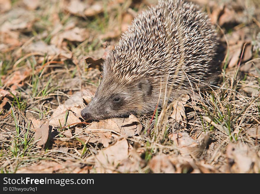 Beautiful asian small hedgehog on natural background. Beautiful asian small hedgehog on natural background.