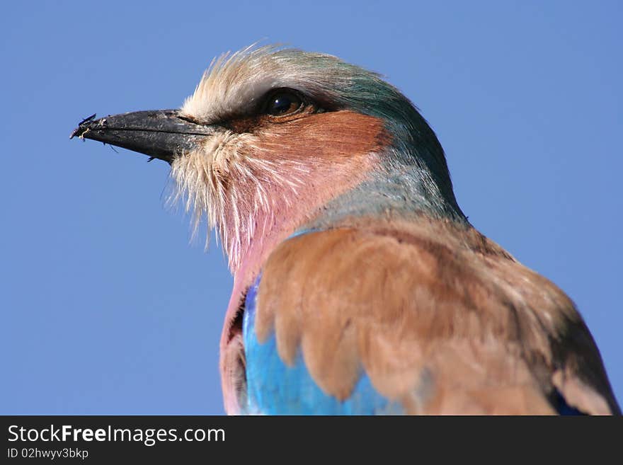 Lilac Breasted Roller Close-up