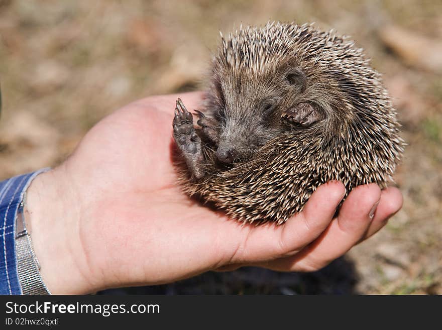 Small hedgehog in hand.