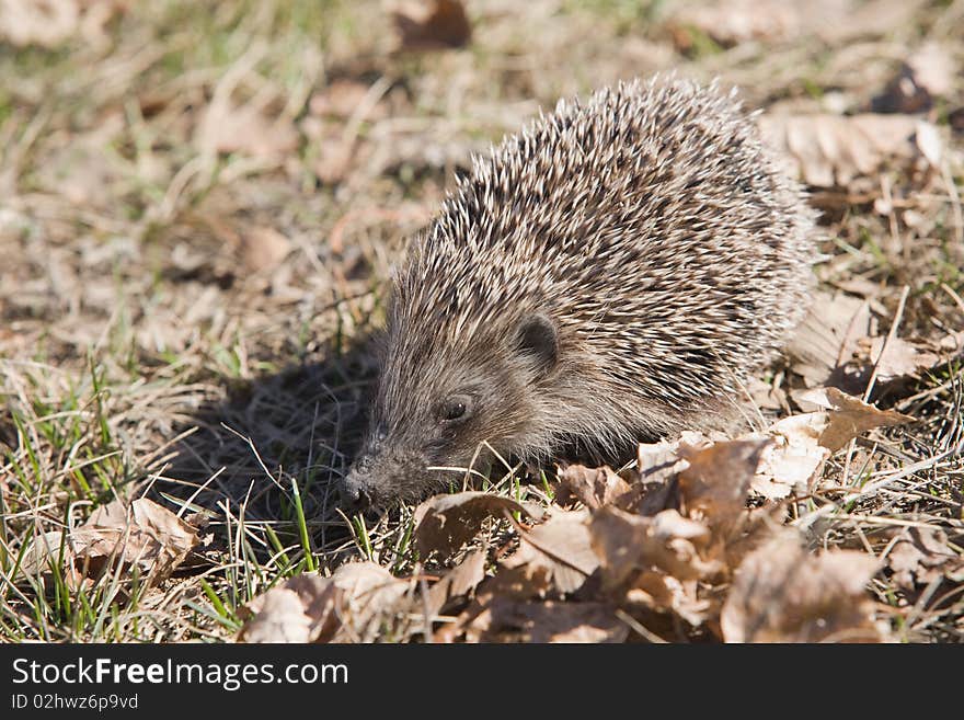 Beautiful asian small hedgehog on natural background. Beautiful asian small hedgehog on natural background.