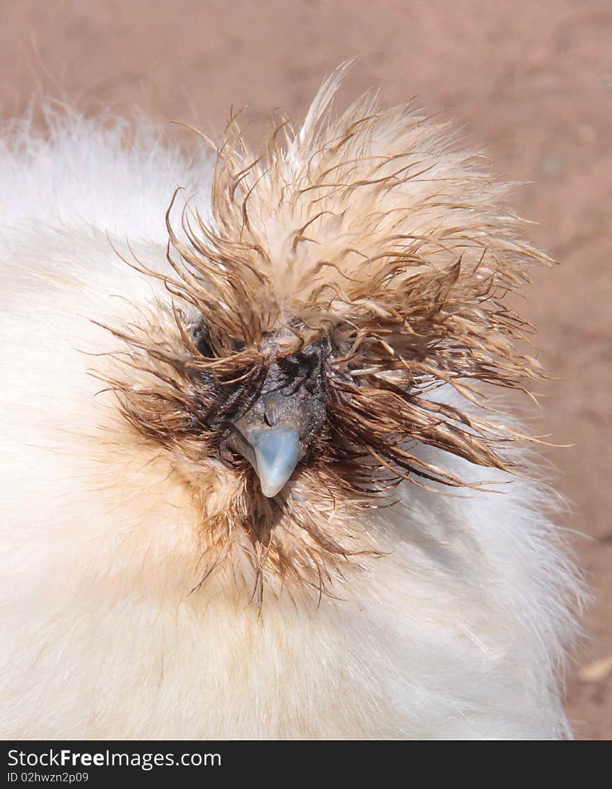 The head of a wite bird with a funny hair cut. The head of a wite bird with a funny hair cut