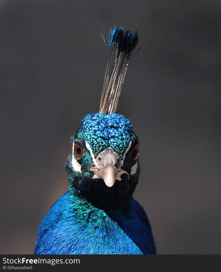 A peacock looking directly into the camera