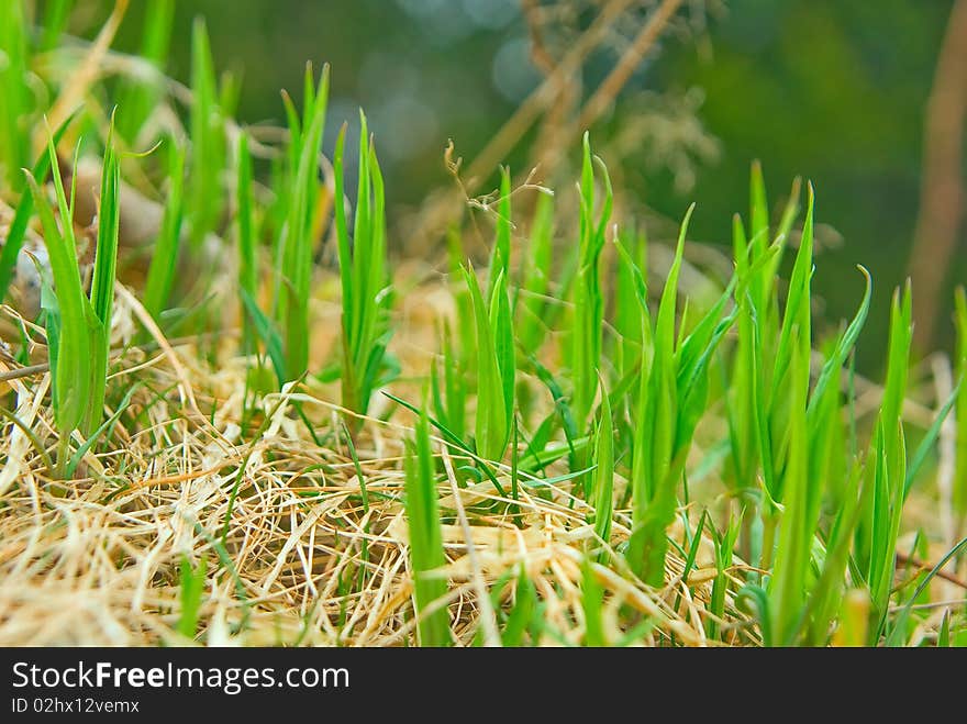 Spring Flora