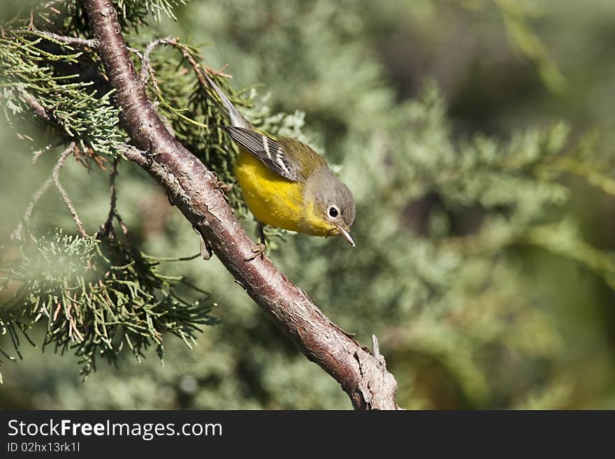 Ruby-crowned kinglet (Regulus satrapa) on branch in Central Park