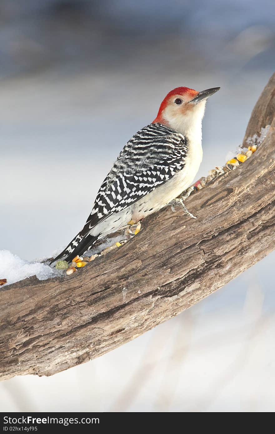 Red-bellied Woodpecker