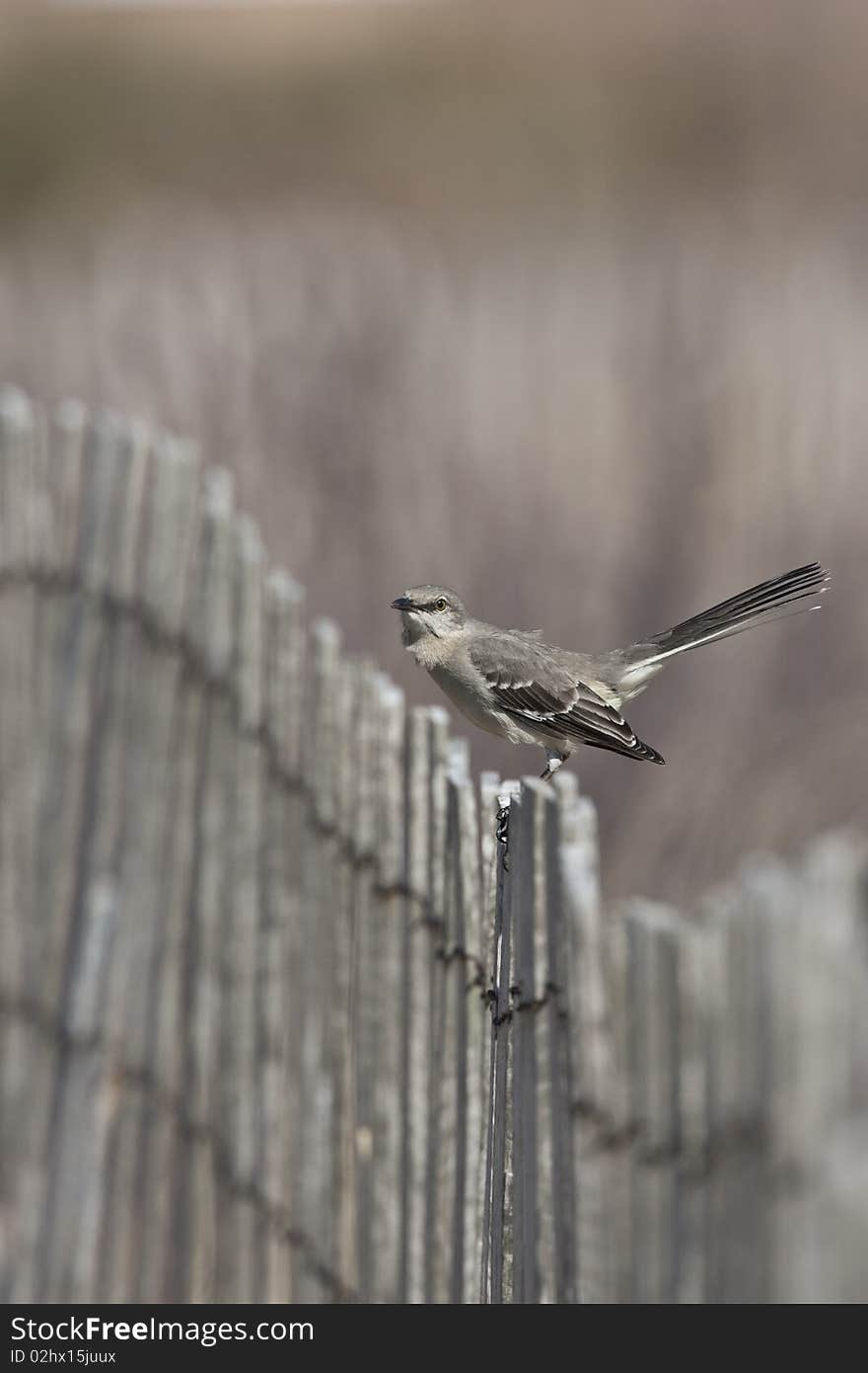 Northern Mockingbird (mimus polyglottos) on fench in Long Island NEw York