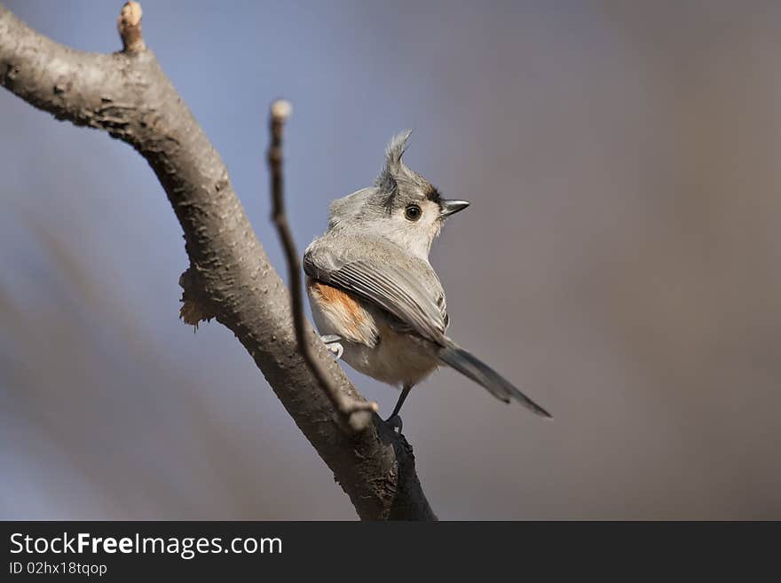 Tufted Titmouse