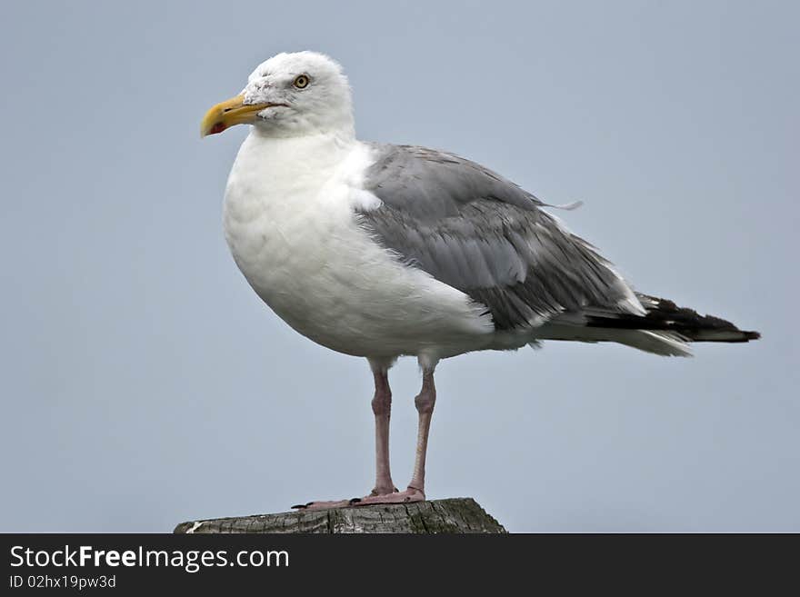 Common gul sitting on piling near the ocean