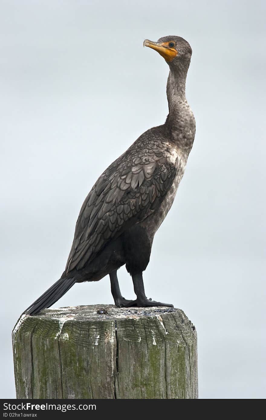 Great Cormorant (Phalacrocorax brasilianus) resting on post in New York