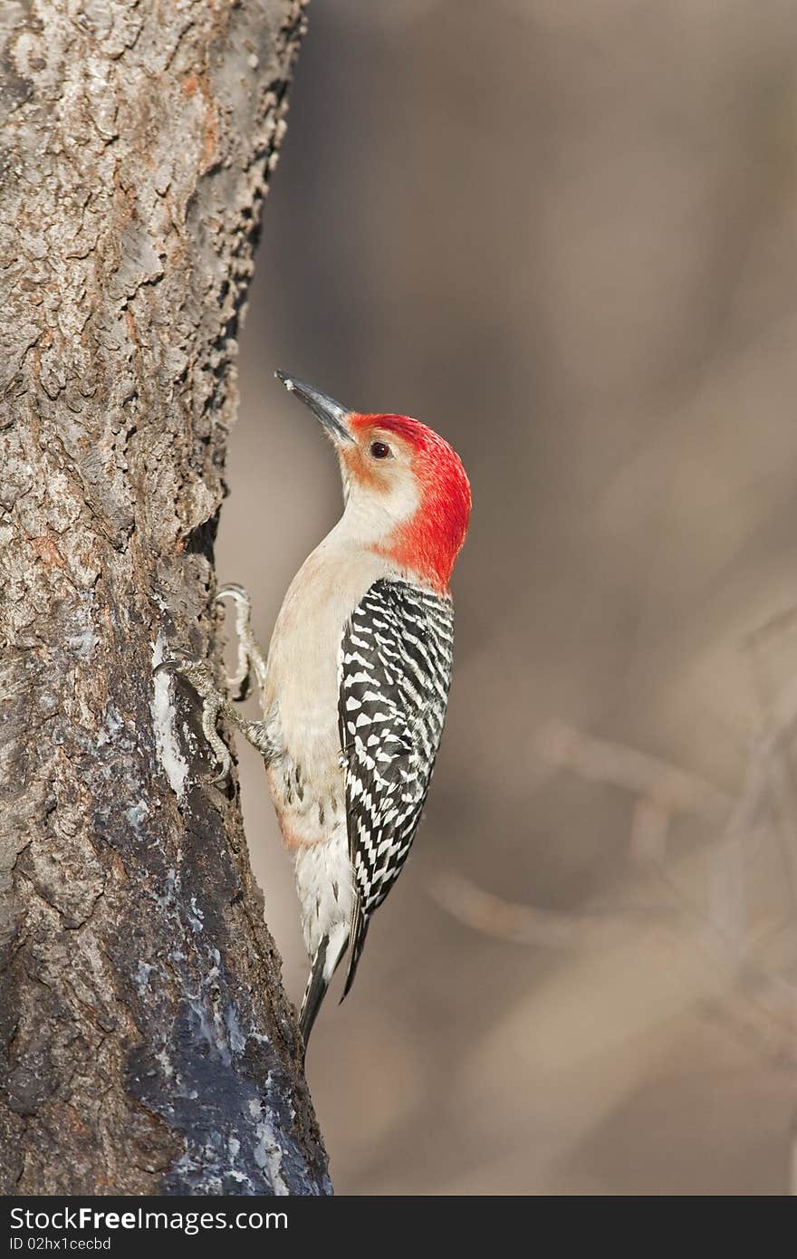 Red-bellied Woodpecker