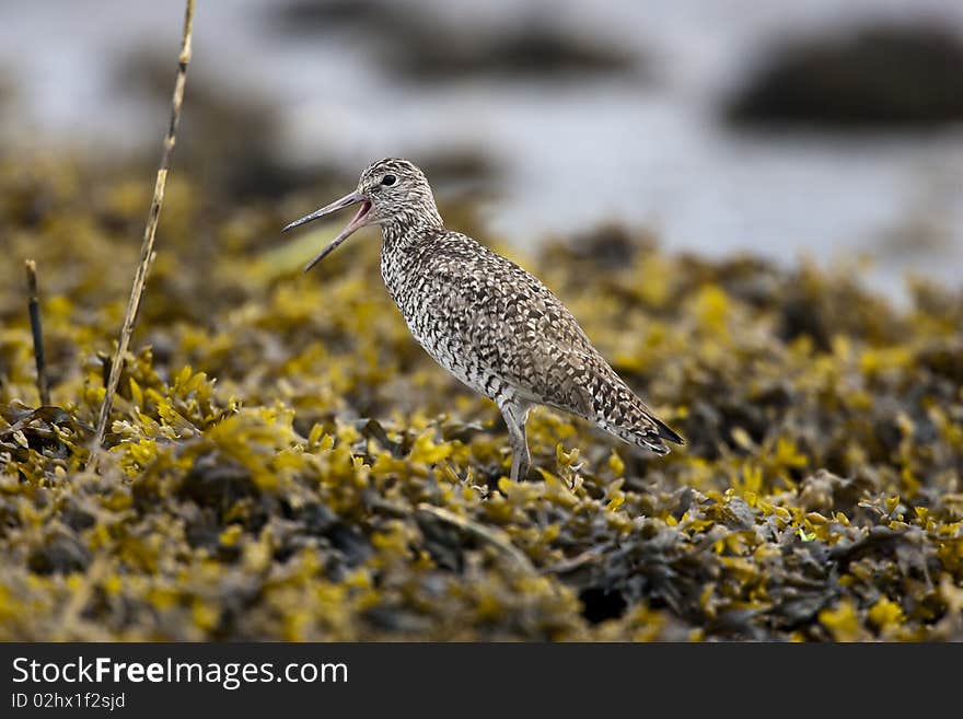 Willet