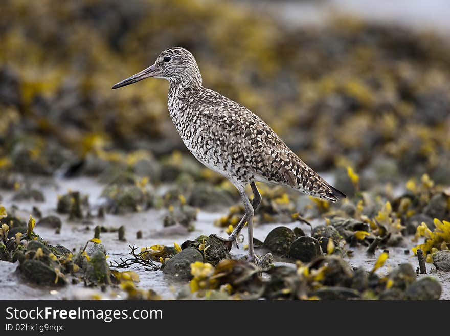 Willet